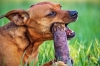 飼い犬の困った噛み癖…治すためのポイントは？