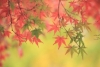 秋の風物詩である紅葉を映像で捉える！ドローンを使った撮影術