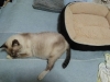 【猫グッズ】猫さん歓喜の寝床☆猫ベッド