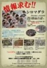 “幻のヘビ”見つける・酒田　日本固有種「シロマダラ」